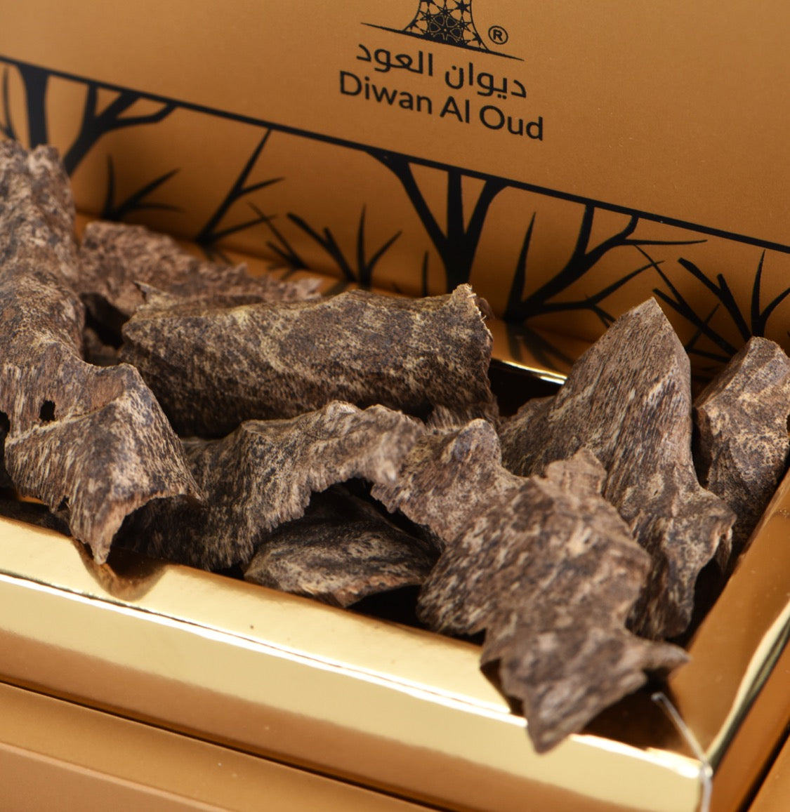 العود الأزرق الملكي الطبيعي